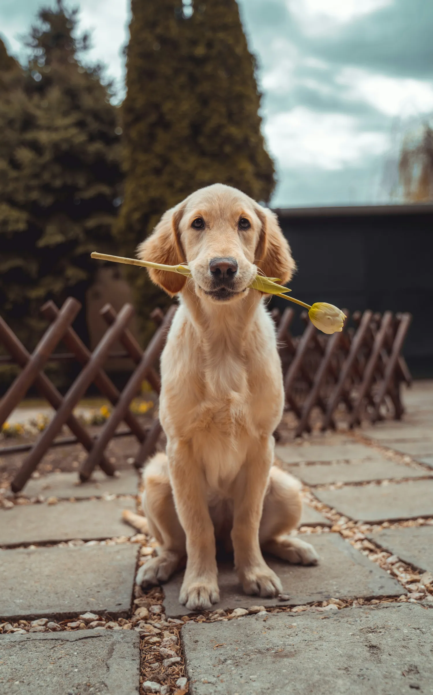 Confident dog listening to owner